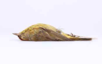 Media type: image;   Ornithology 294388 Description: Dendroica palmarum;  Aspect: lateral